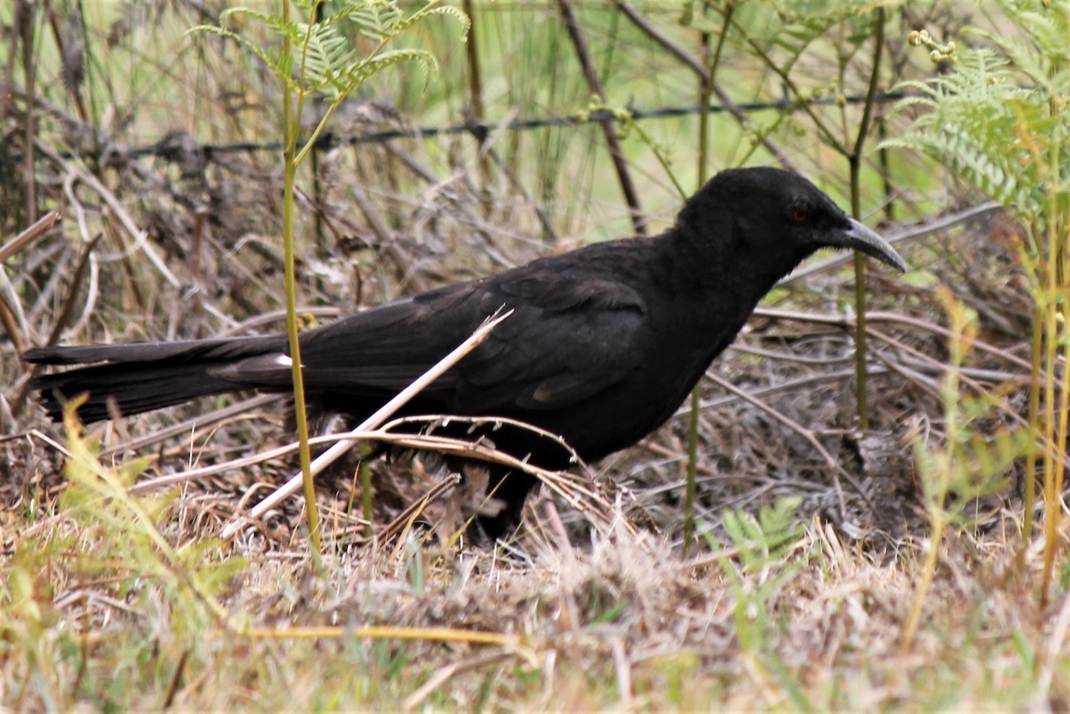 White-winged Chough - ML314873561