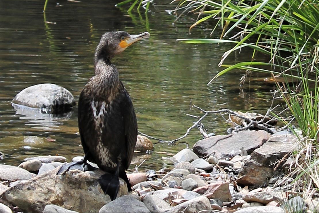 Great Cormorant - ML314873781