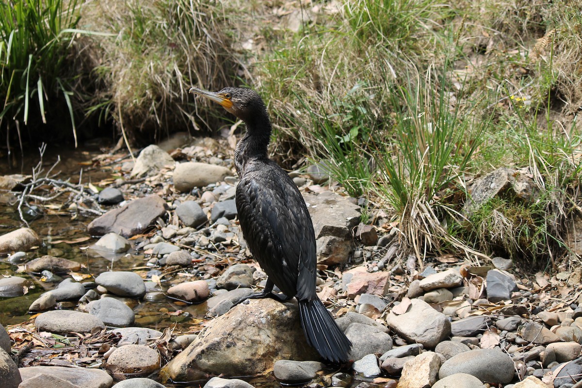 Great Cormorant - ML314873831