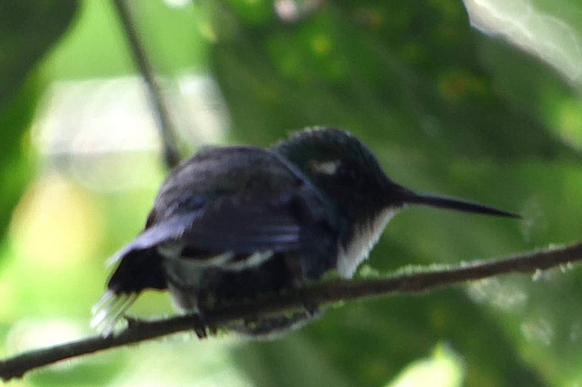 White-throated Daggerbill - Juan Manuel Pérez de Ana