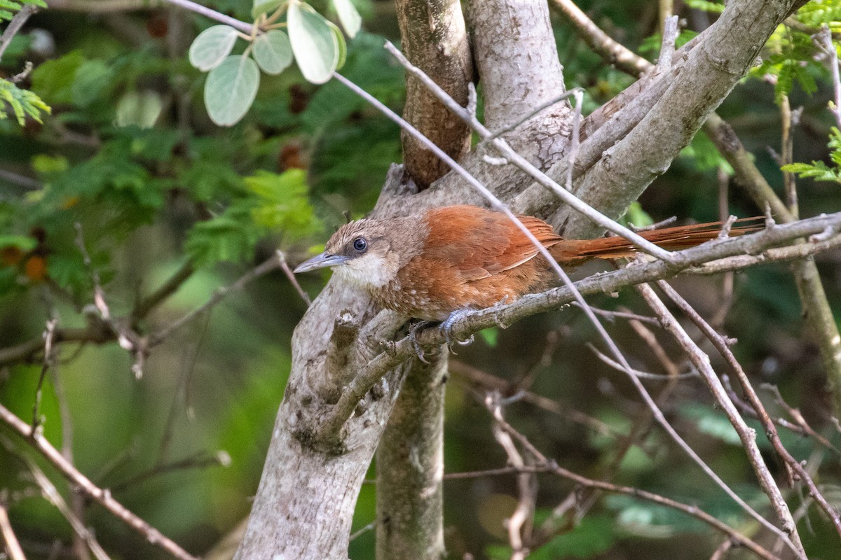 Chestnut-backed Thornbird - ML314875621