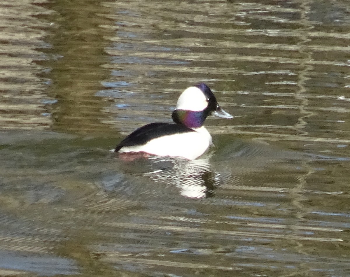 Bufflehead - Tom Skipper