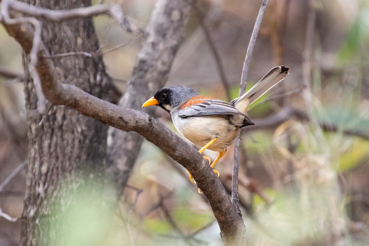 Buff-bridled Inca-Finch - Thibaud Aronson