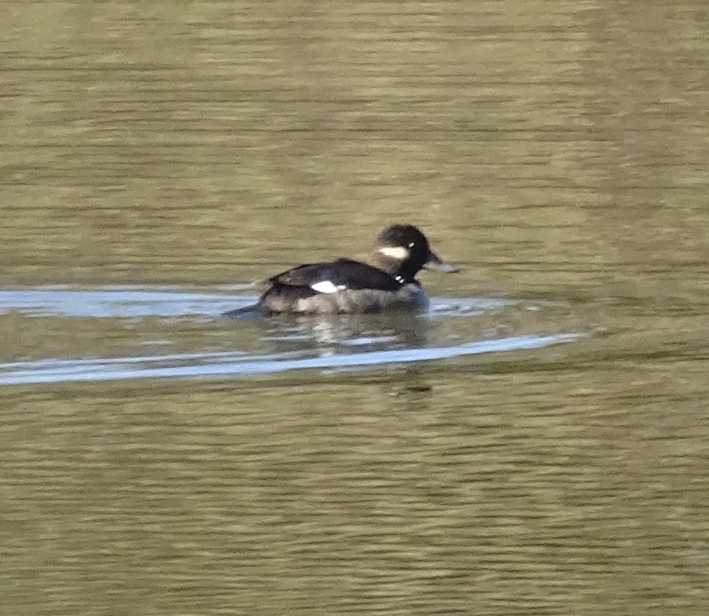 Bufflehead - Tom Skipper