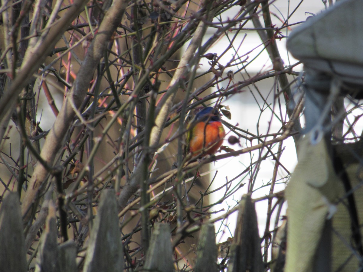 Painted Bunting - ML314876261