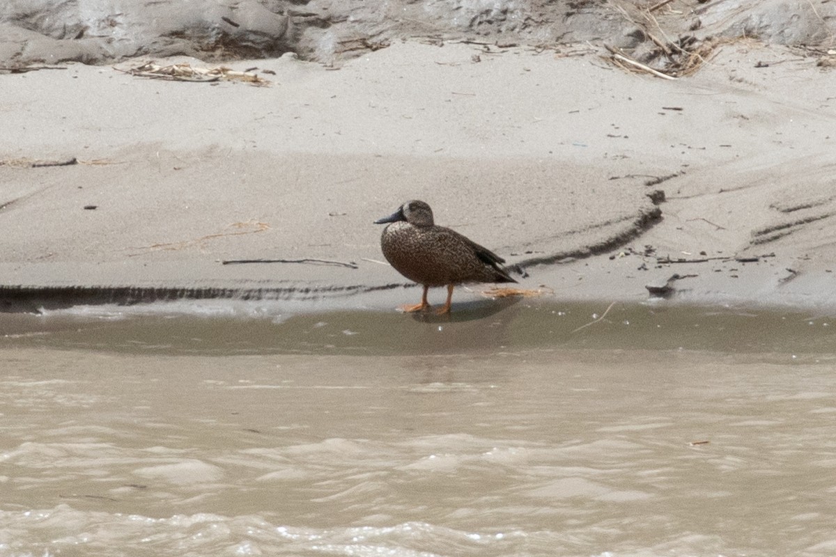 Blue-winged Teal - ML314876561