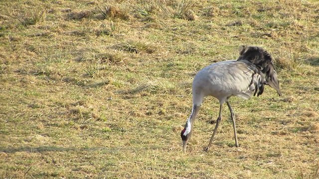 Common Crane - ML314876621