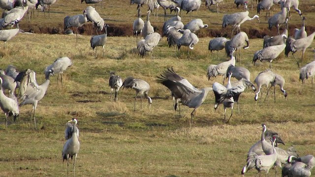 Common Crane - ML314876661