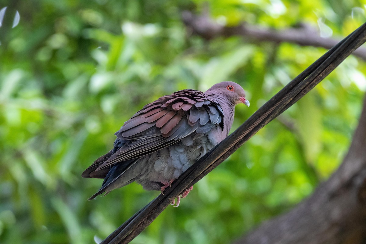 Pigeon du Pérou - ML314876761