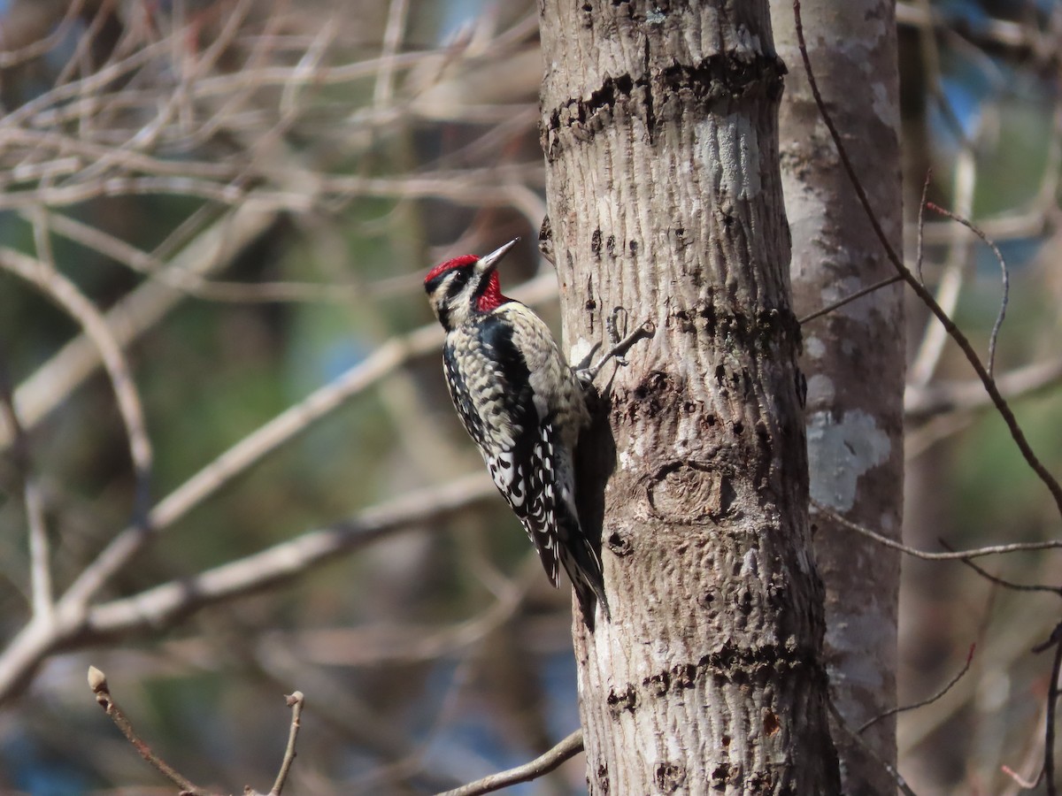 Yellow-bellied Sapsucker - ML314876971