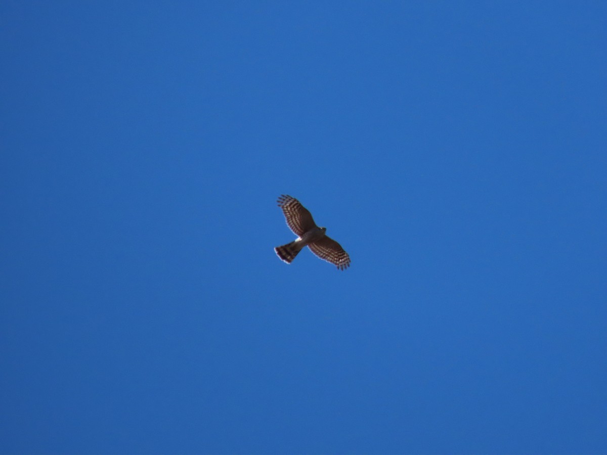 Sharp-shinned Hawk - ML314876991