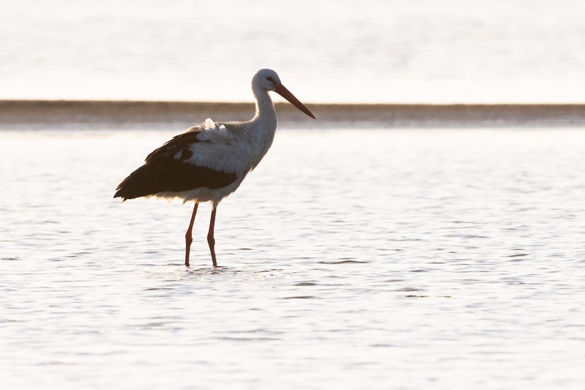 White Stork - ML314877181