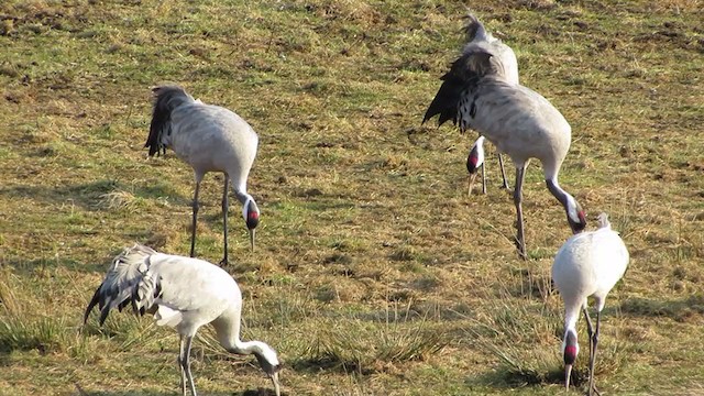 Common Crane - ML314878141