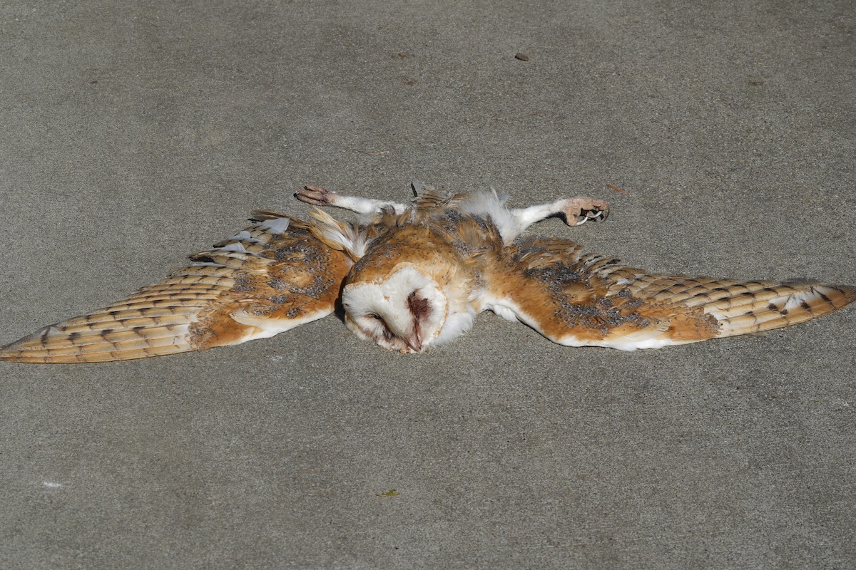 Barn Owl - ML314878631