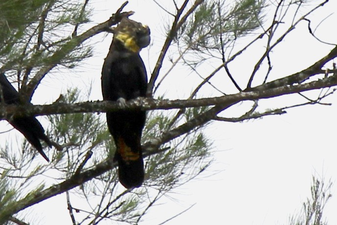 Glossy Black-Cockatoo - ML314878641