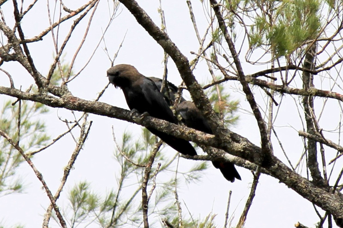 Glossy Black-Cockatoo - ML314878691