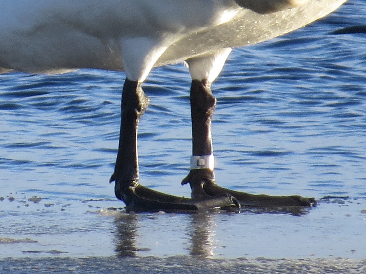 Trumpeter Swan - ML314880461