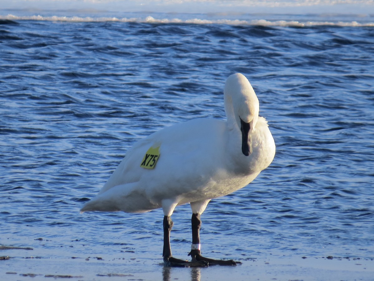 Trumpeter Swan - ML314880491