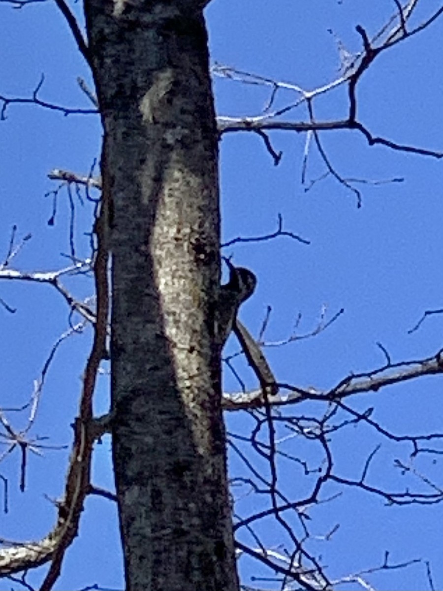 Yellow-bellied Sapsucker - ML314880611