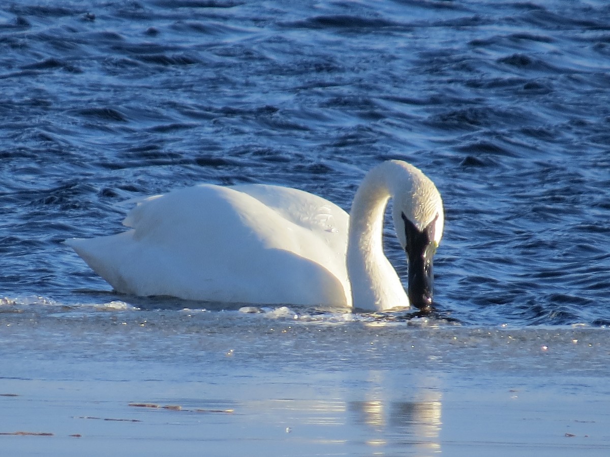 Cygne trompette - ML314880871