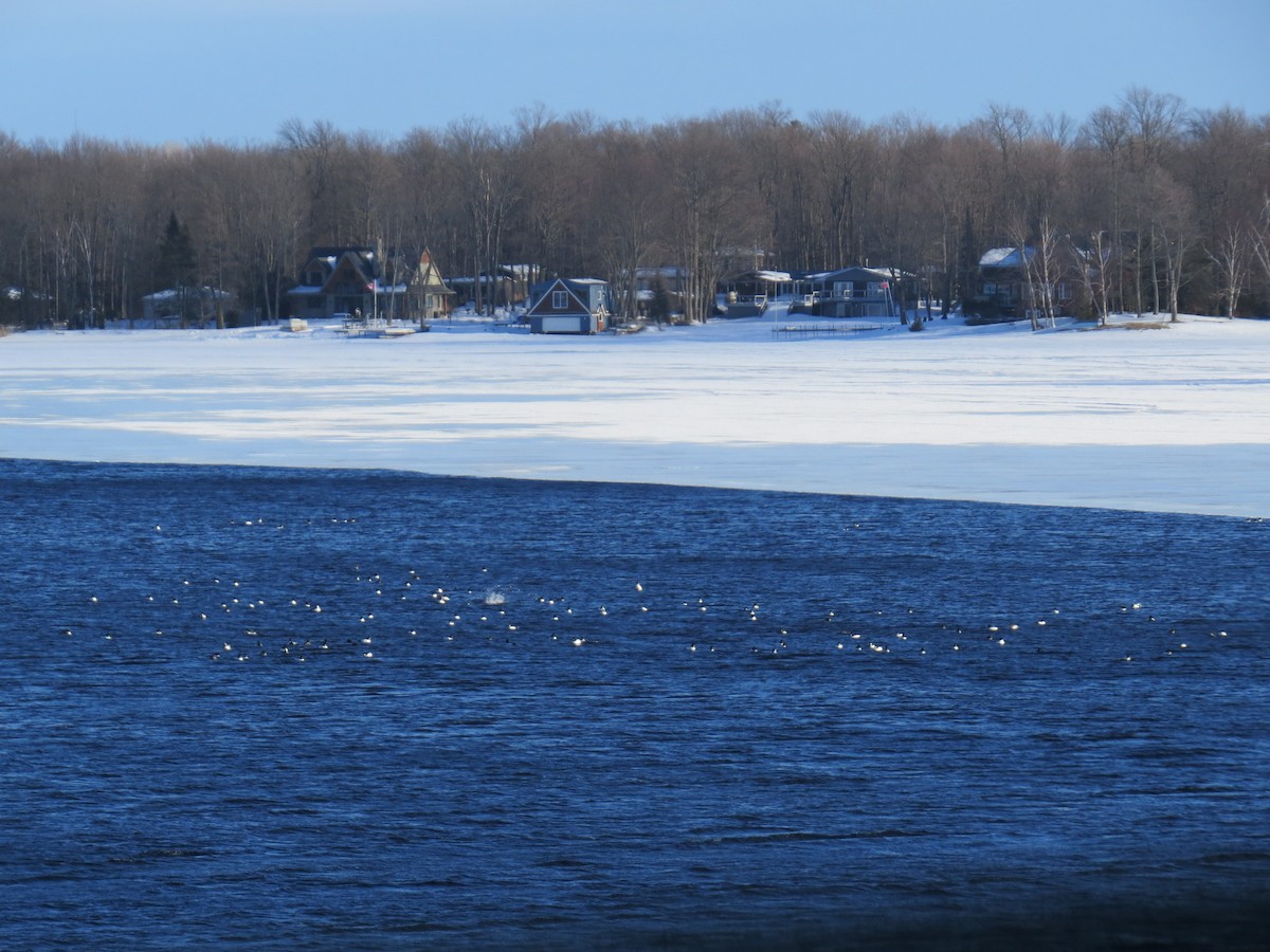 Common Goldeneye - ML314881261