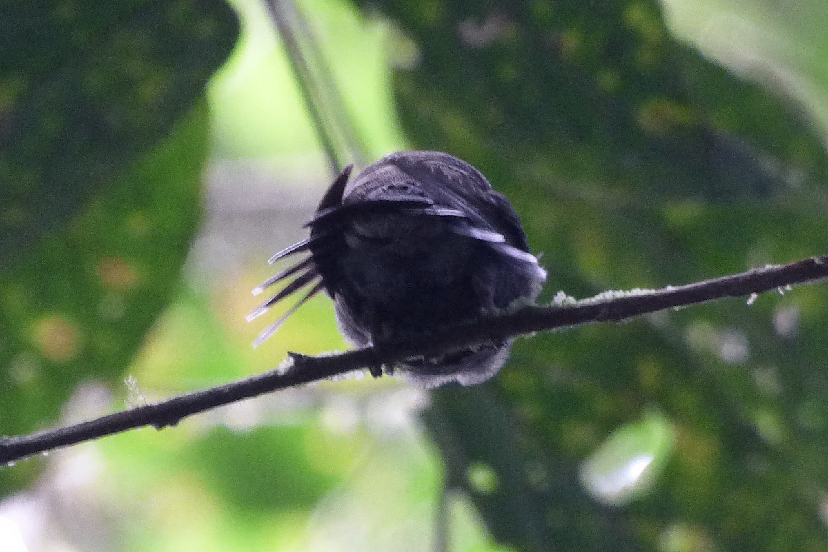 White-throated Daggerbill - ML314881341