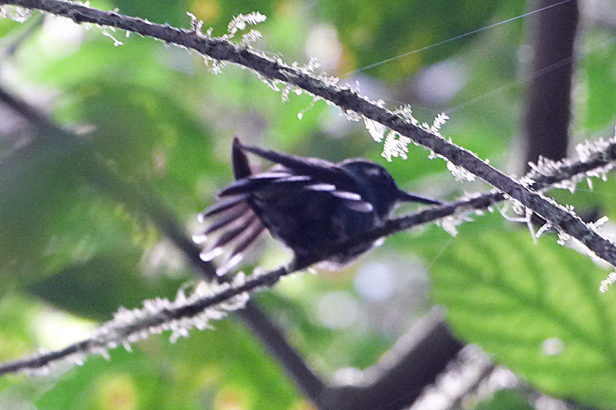 Colibrí Picocuña Occidental - ML314881351