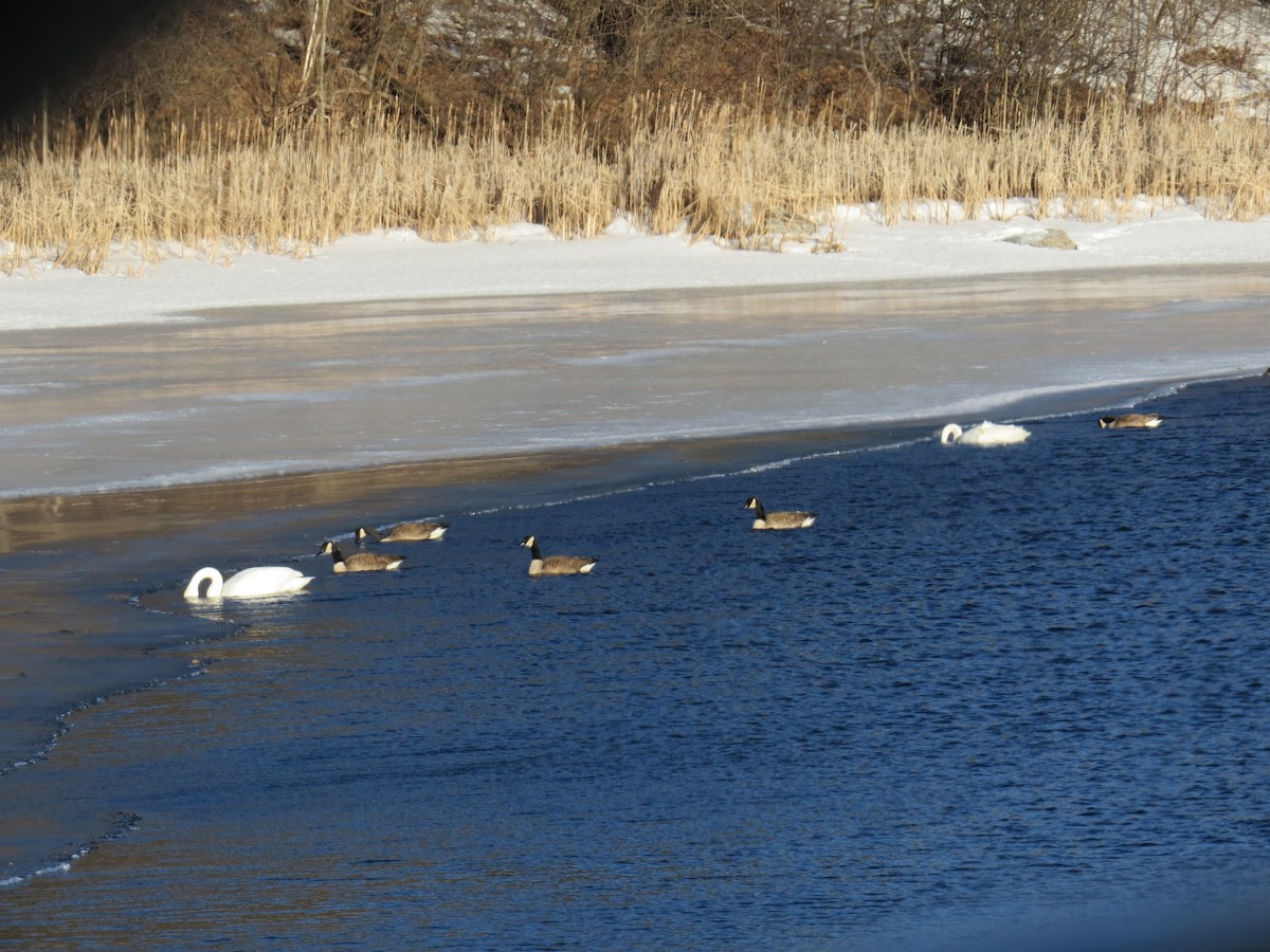 Trumpeter Swan - ML314881431