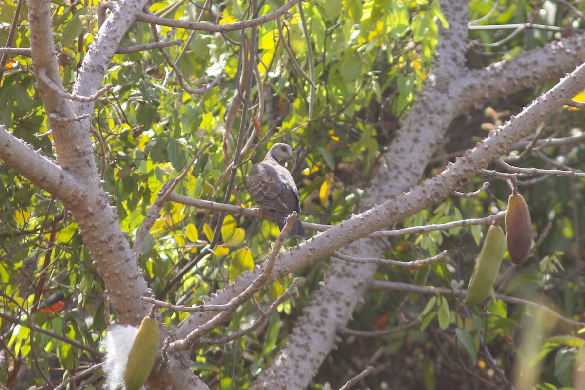 Adamawa Turtle-Dove - Thomas Galewski