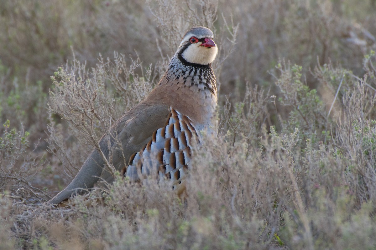 Red-legged Partridge - ML314882571