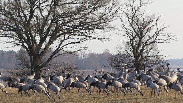 Common Crane - ML314882661