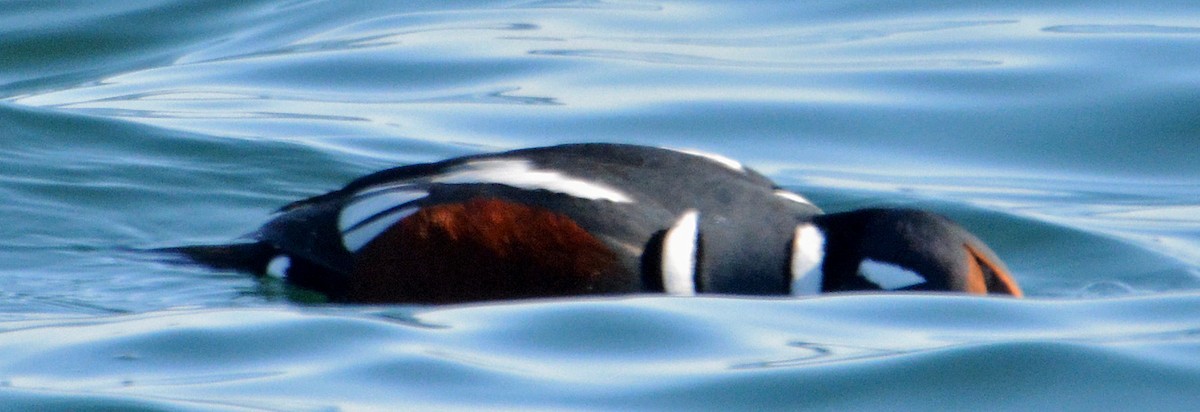 Harlequin Duck - ML314884241