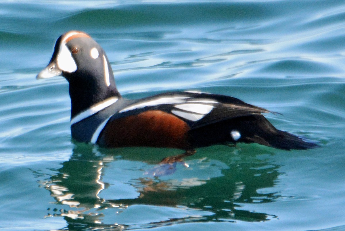 Harlequin Duck - ML314884281