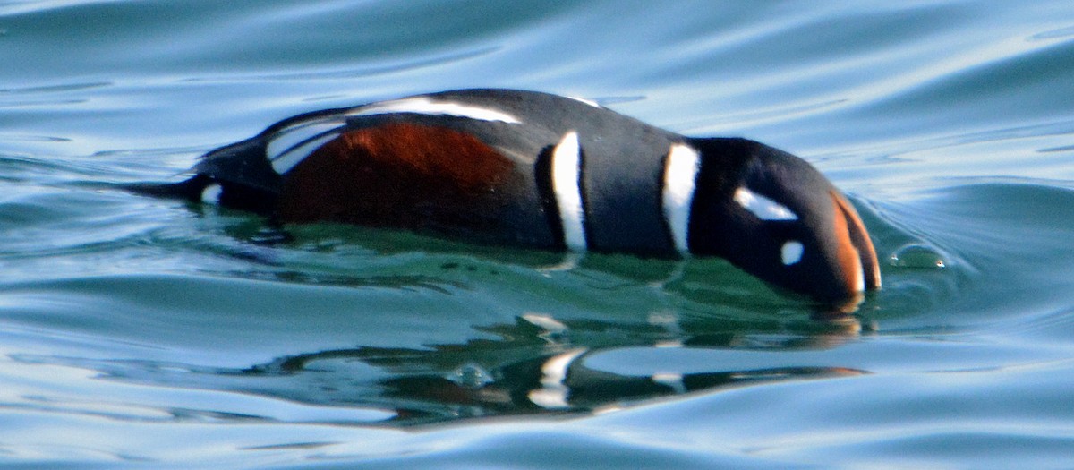 Harlequin Duck - ML314884351