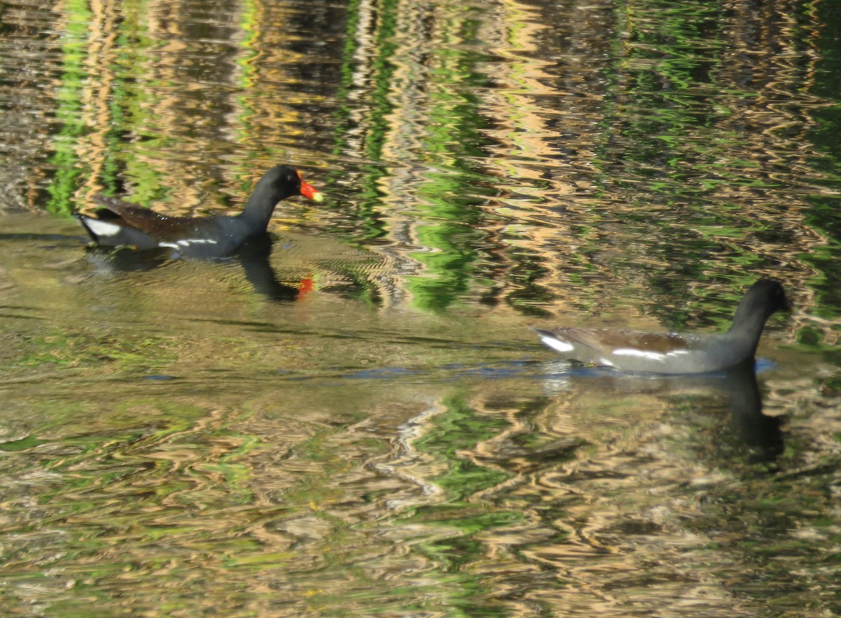 Common Gallinule - ML314885351