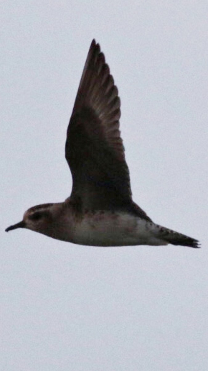 American Golden-Plover - ML314889741