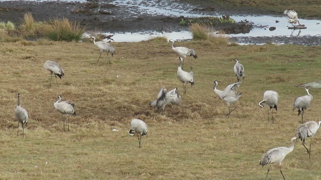 Common Crane - ML314889761