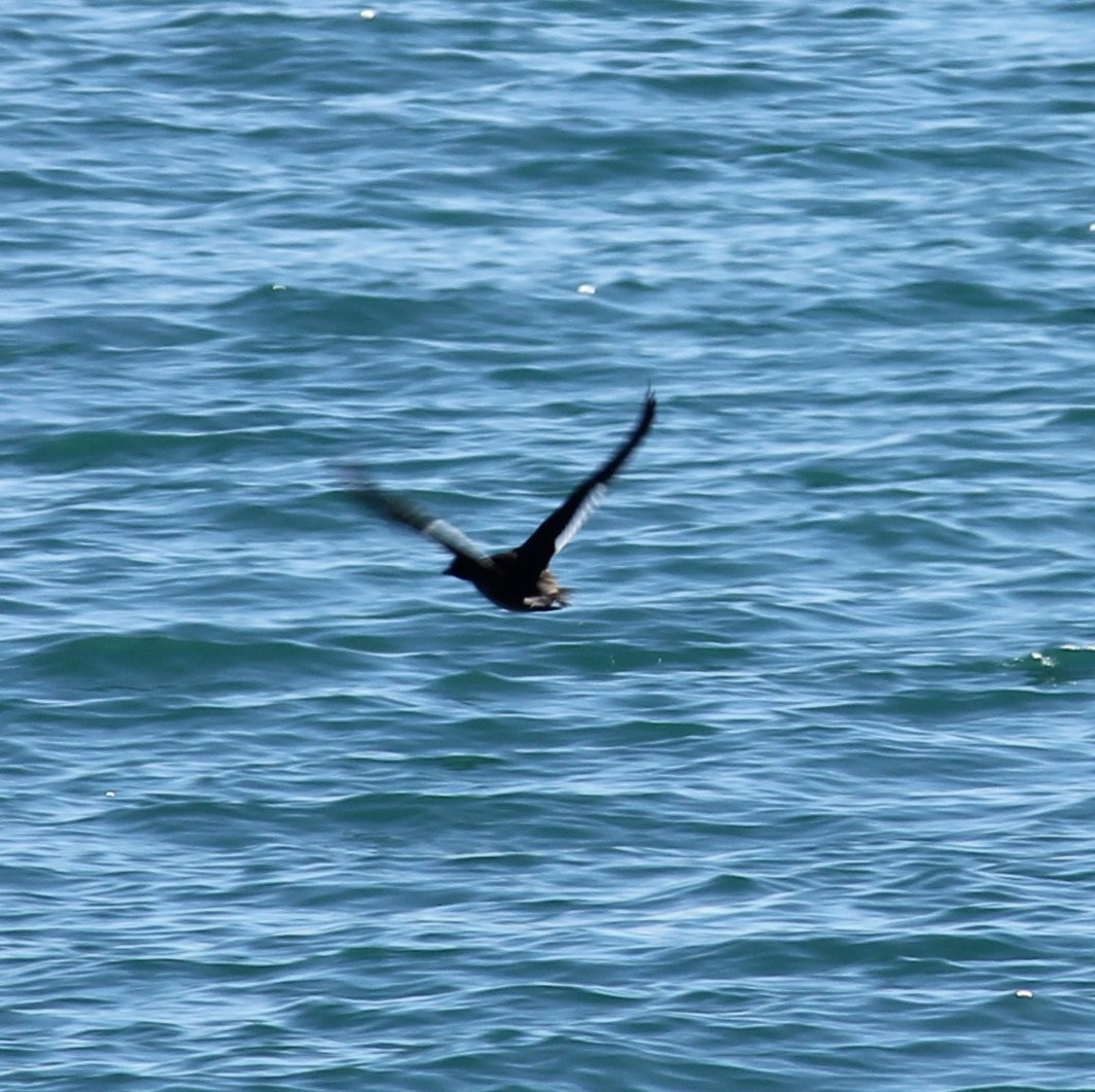 White-winged Scoter - ML314890051