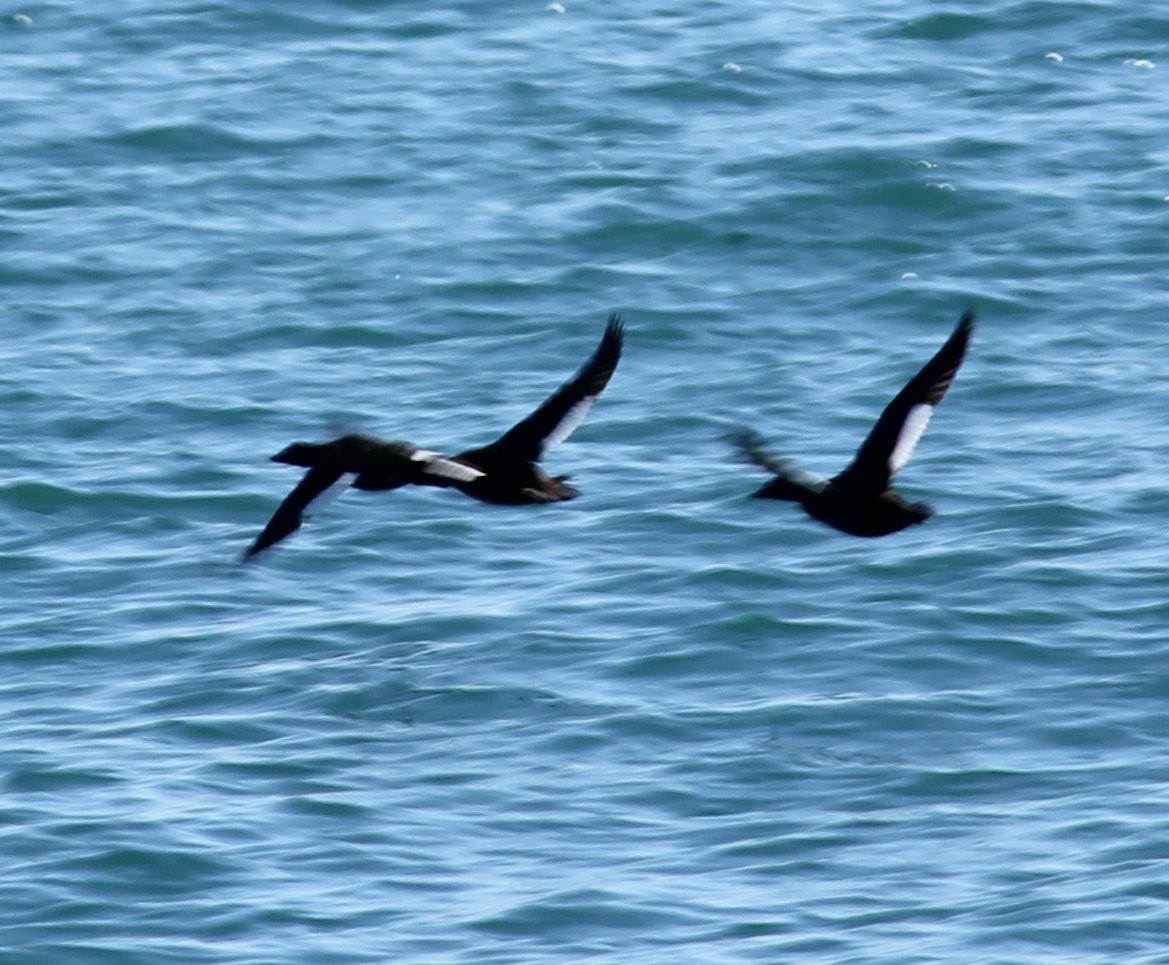 White-winged Scoter - ML314890271