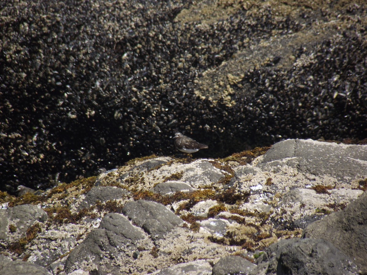 Black Turnstone - Nathan Anderson