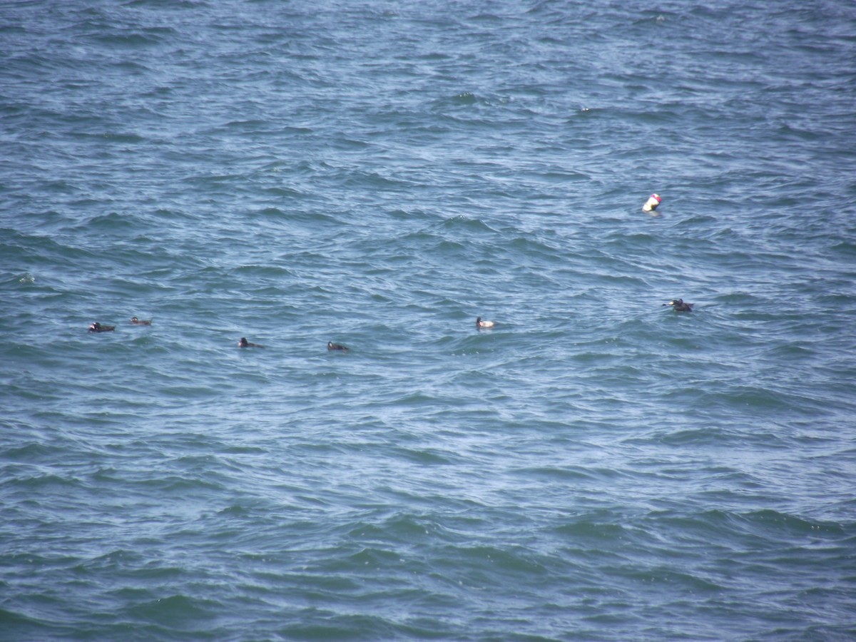 Surf Scoter - ML31489051