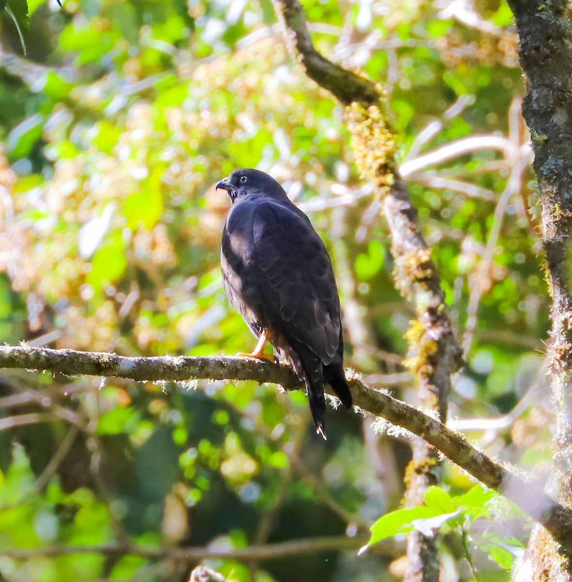 Broad-winged Hawk - ML314891091