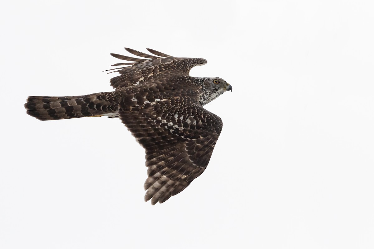 American Goshawk - Blair Dudeck