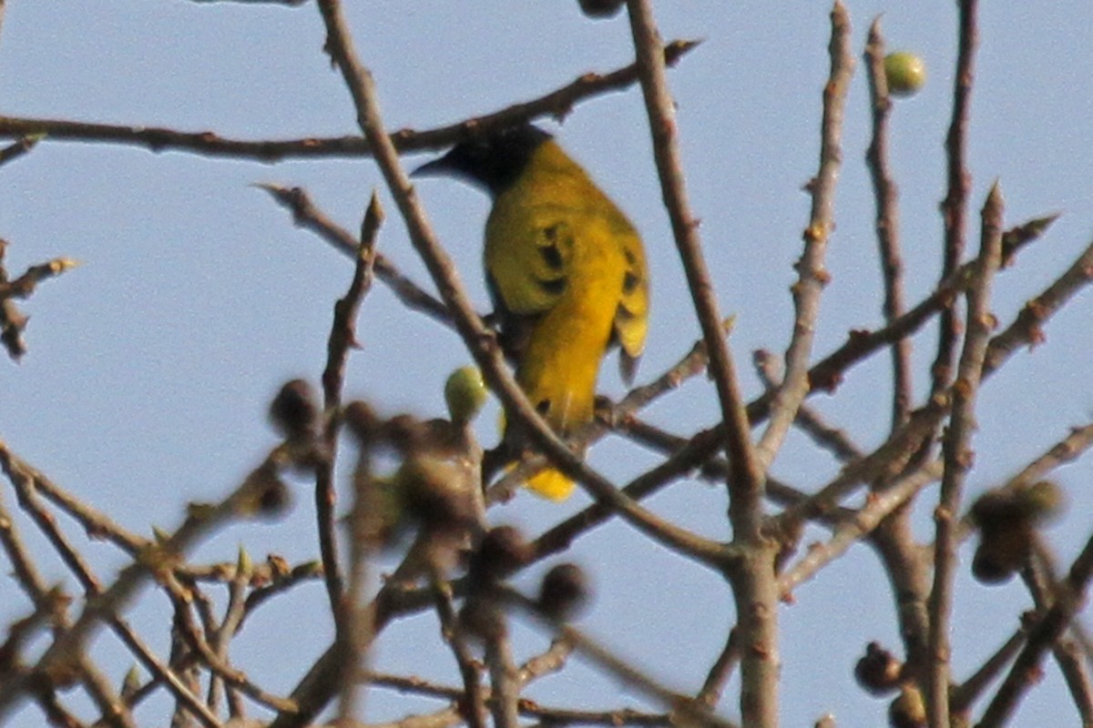 Bulbul Cabecinegro - ML314892901