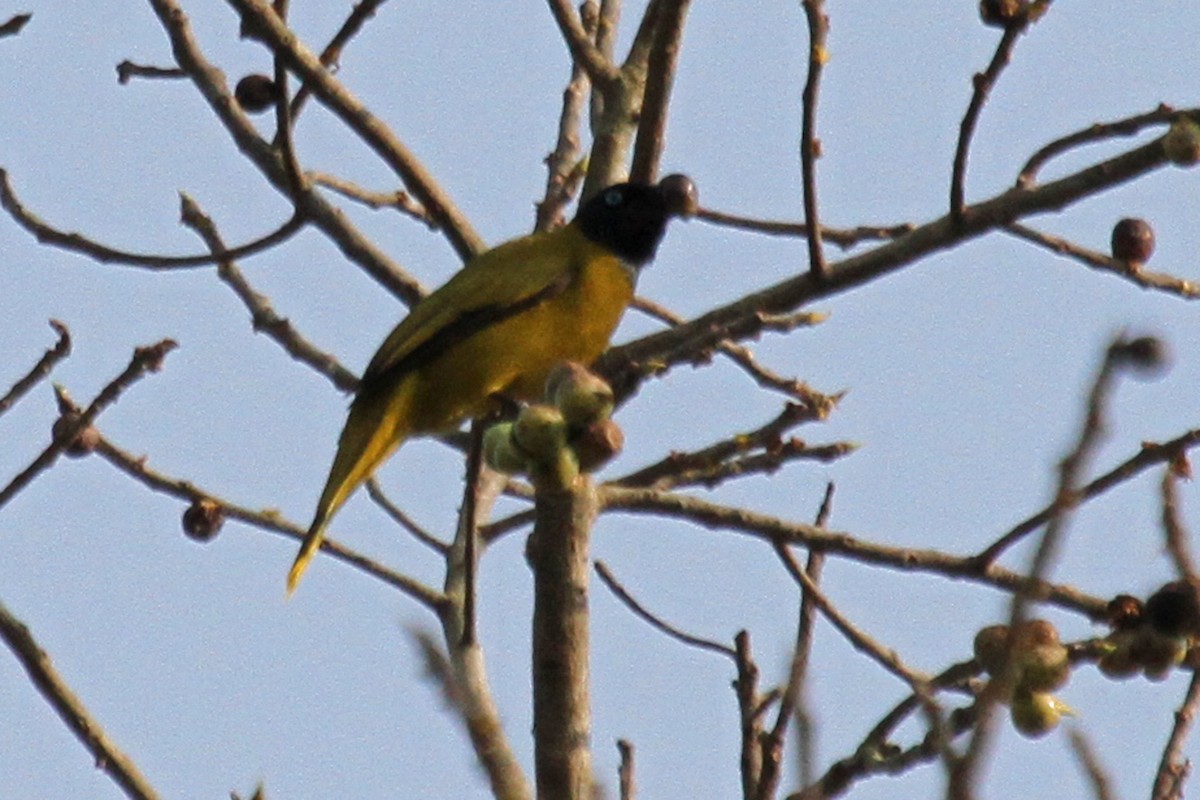 Bulbul cap-nègre - ML314892911