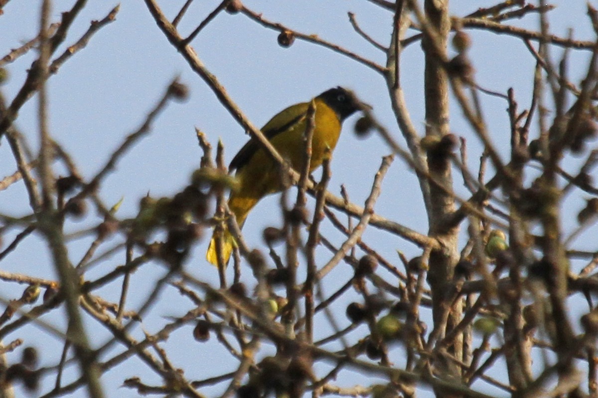 Bulbul cap-nègre - ML314892921