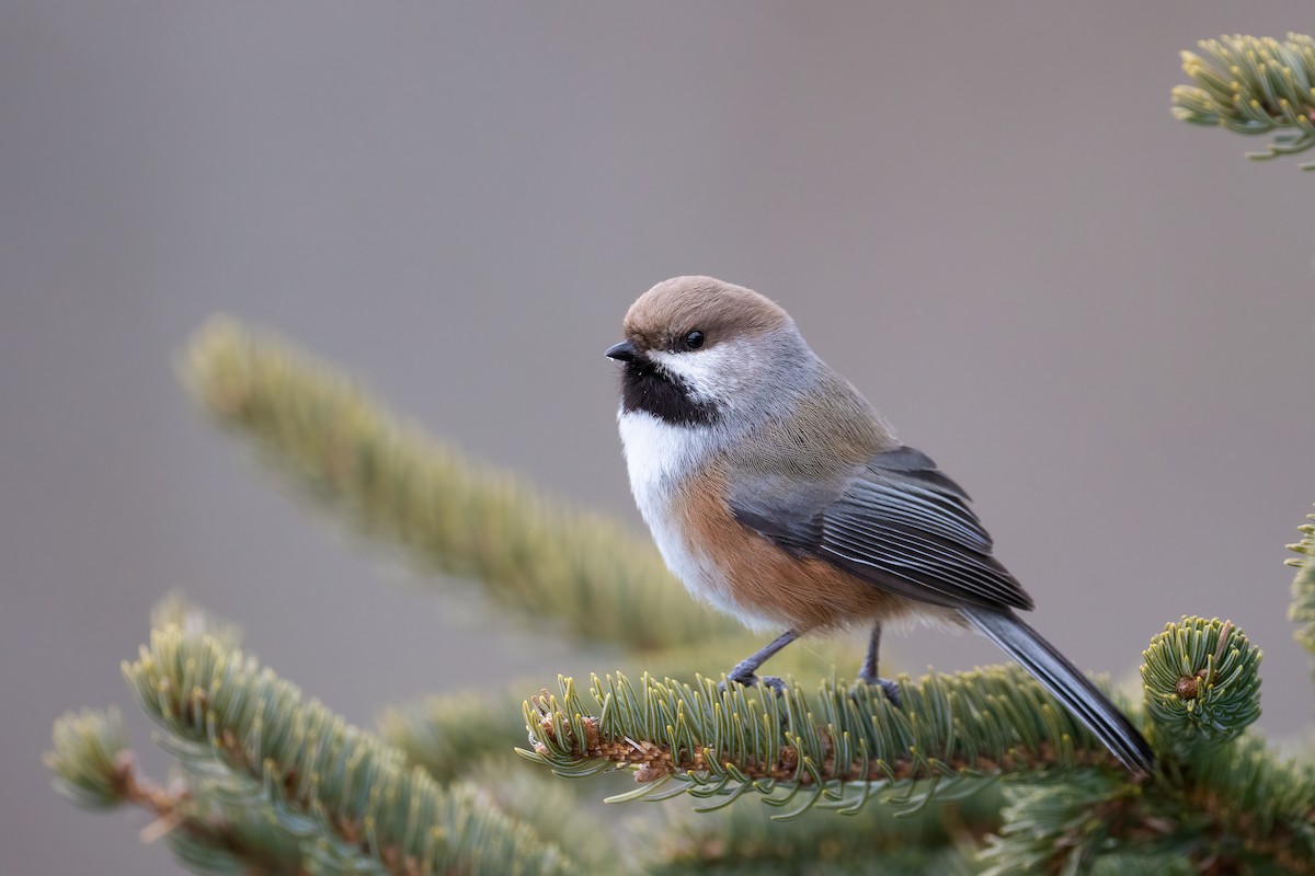 Boreal Chickadee - Blair Dudeck