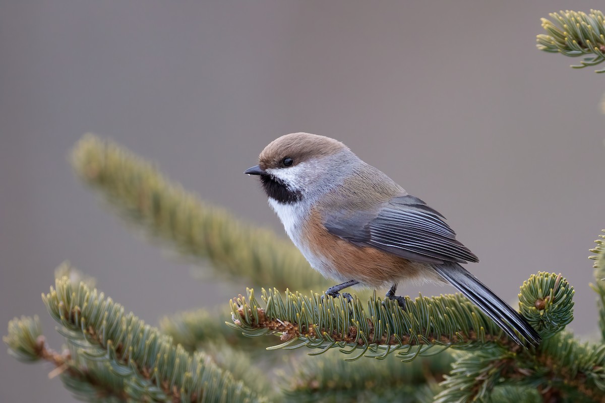 Boreal Chickadee - Blair Dudeck