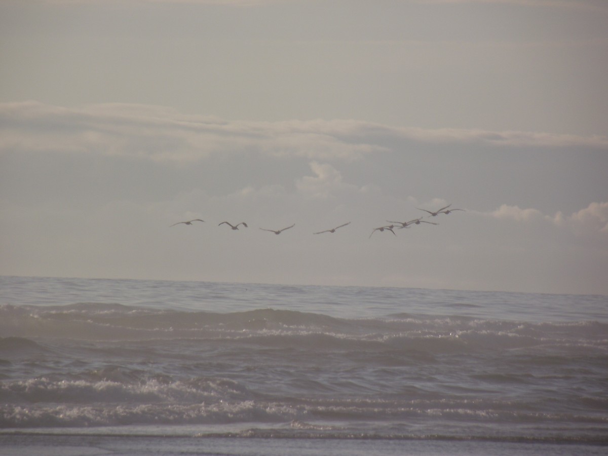 Brown Pelican - Nathan Anderson