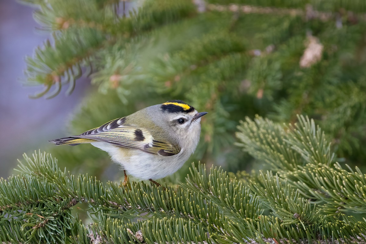 Golden-crowned Kinglet - ML314893911